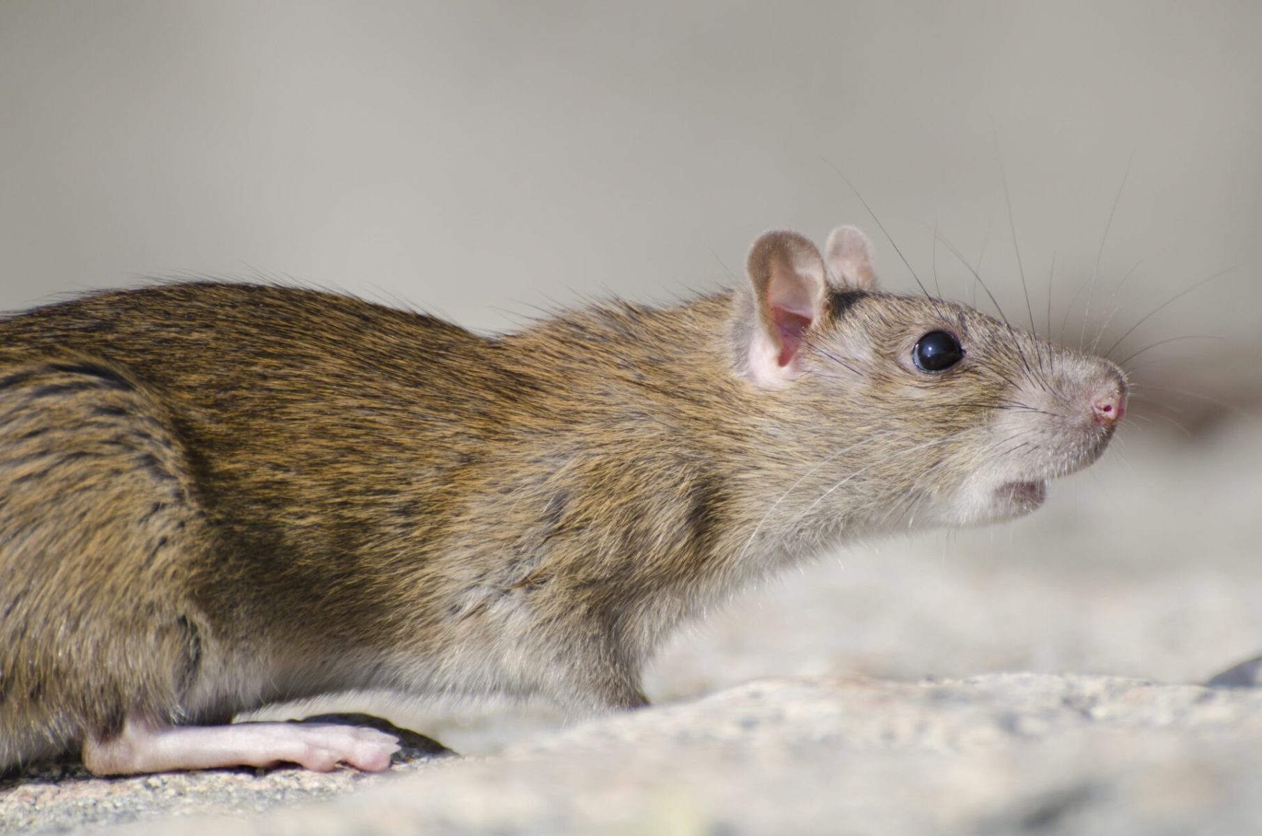 closeup-of-a-marsh-rice-rat-under-the-sunlight-wit-2025-02-11-17-41-28-utc-min
