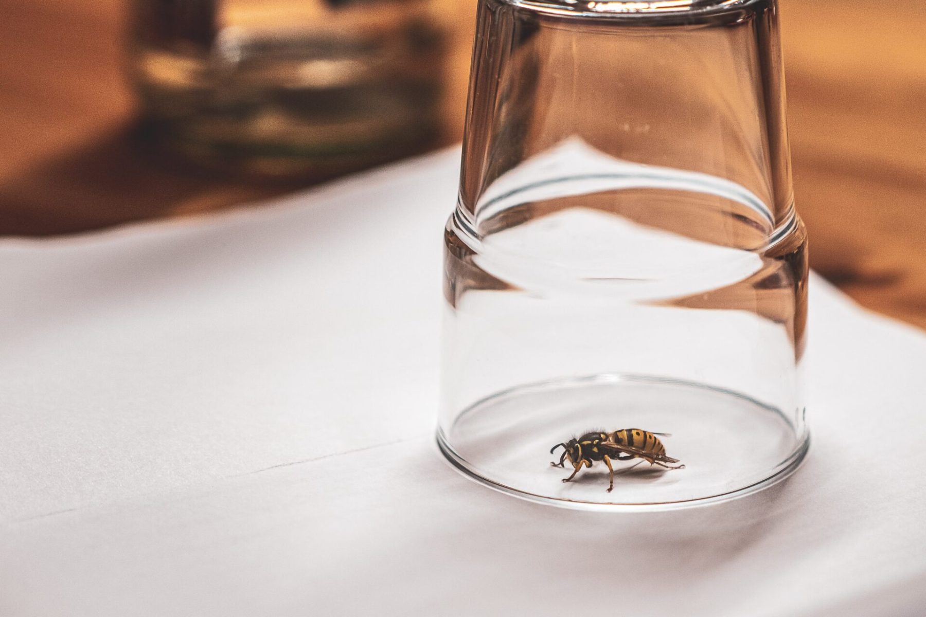 selective-focus-shot-of-a-bee-kept-under-glass-on-2025-02-09-22-13-21-utc-min
